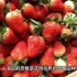 上海白鹤草莓是地标性农产品