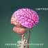 【人体解剖学】| 大脑的血管供应分部，第二蛋！