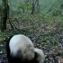 三分钟带你一起学习英语一起了解大熊猫栖息地