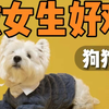 新手必看！狗狗也会来大姨妈