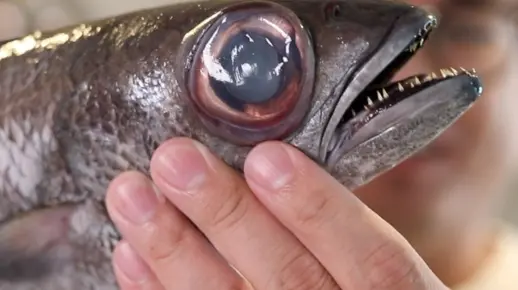 深海高级稀有黒鯥鱼，切片做成刺身美味极了！