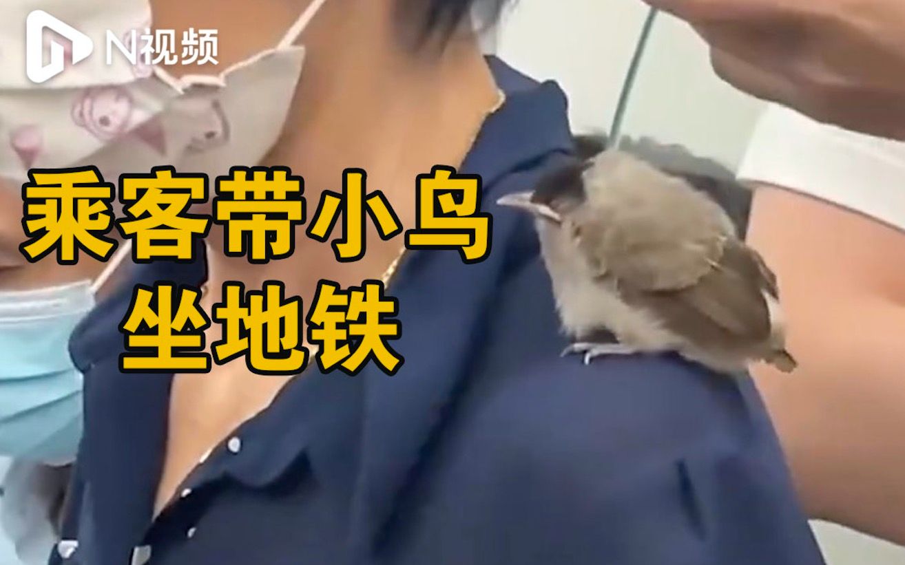 市民携带小鸟乘地铁，广州地铁：将加强人员培训及工作细致度