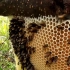 带你近距离看野生蜂蜜采摘过程