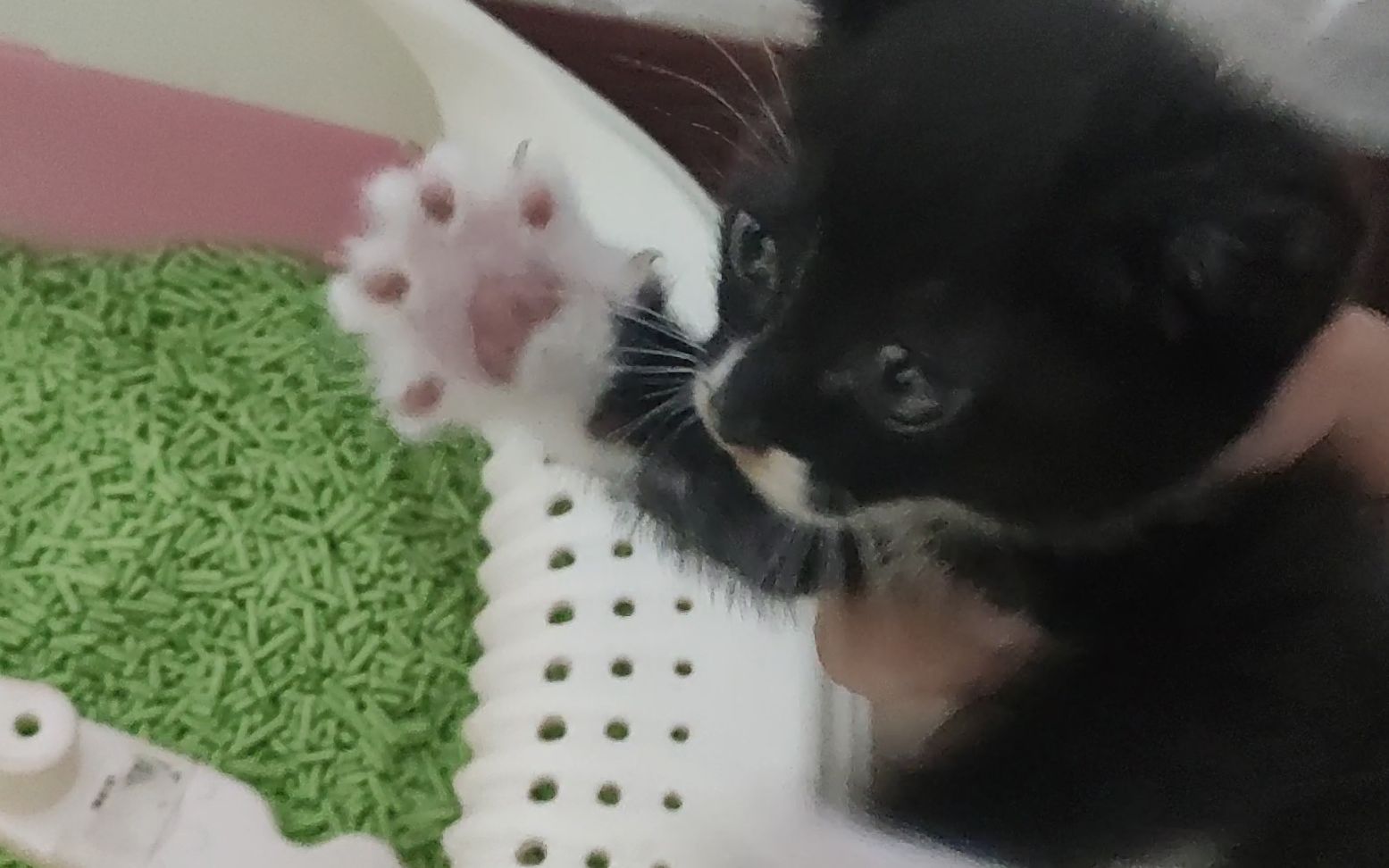 没经过主子的同意就随便换猫砂，后果很严重啊！