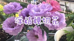 61d62975d6da14332ef8a53351383ed627397950.jpg@280w_158h_1c_100q.jpg