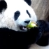 大熊猫花花：今天很有胃口，大口吃“肉肉”