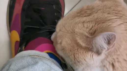 我的脚怎么了?让你如此痴迷,又舔又蹭…