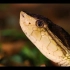 『荒野寻踪』哥斯达黎加篇－－剧毒矛头蛇｜『荒野大作死』