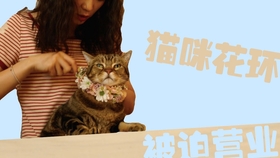 61f0c3e860c2ffcb4c0b0478ee6a87be0d3727c3.jpg@280w_158h_1c_100q.jpg