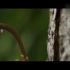 《爬山虎的脚》拓展补充，攀爬过程视频素材