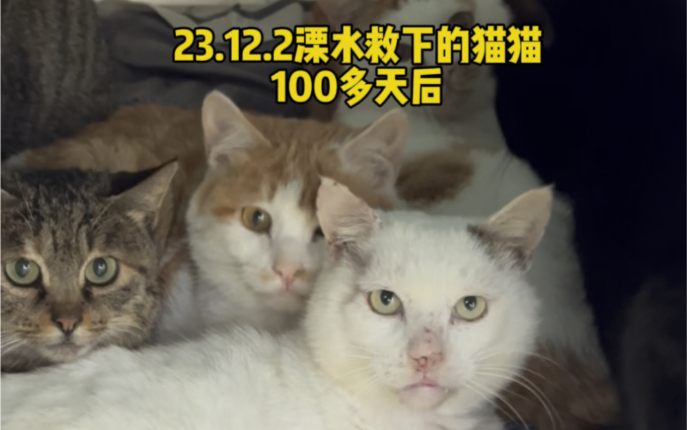 122 溧水猫猫被救下在庄园100多天了，看看它们的变化，有后续的救助是庄园一直坚持做的，有后续救助才有意义