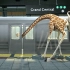 长颈鹿第一次坐地铁，身体下了车，头却被车门夹住！