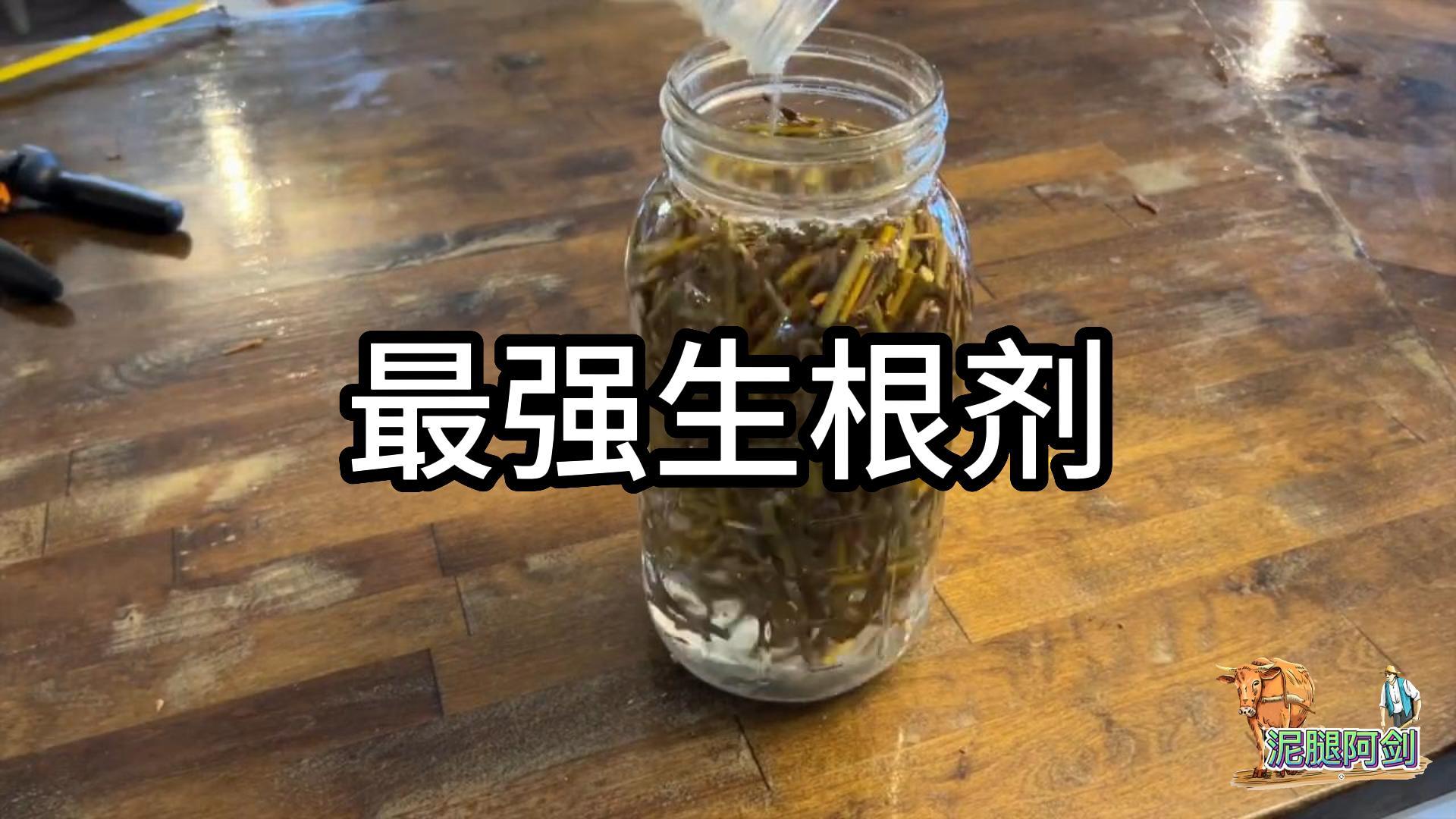 万能扦插法，最强生根剂