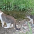 猫妈妈教小猫如何过河