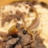 【蝎子】南方杀人蝎（Androctonus australis）勇斗磨坊暗甲（Tenebrio molitor）