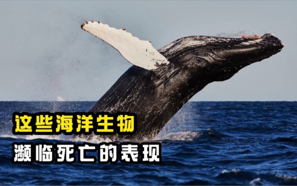 这些海洋生物，濒临死亡的表现