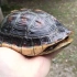 遛狗算啥，今天遛乌龟！这是我养了9年的黄缘盒龟