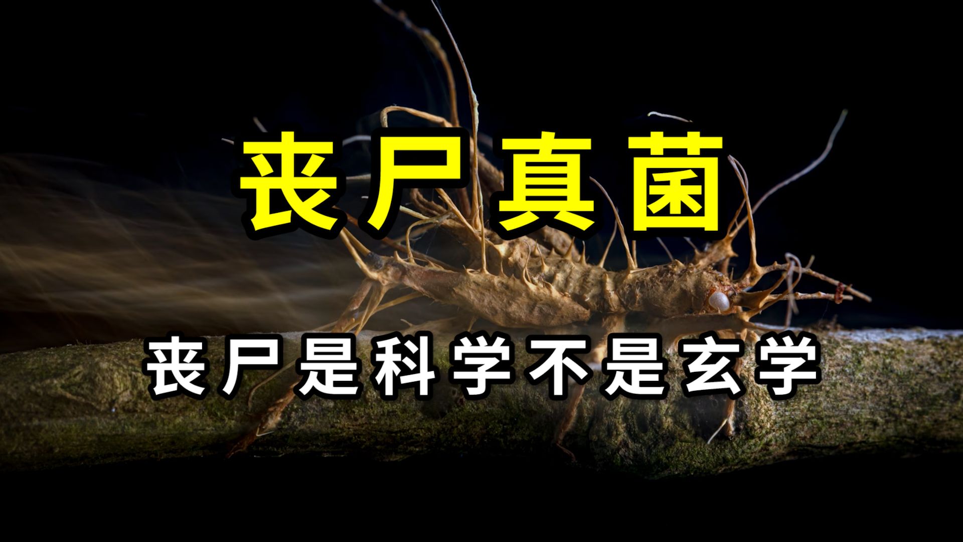 吃饭勿入！丧尸真菌是如何操控动物的？