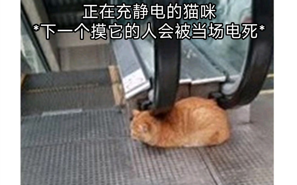 正在充静电的猫咪*下一个摸它的人会被当场电死*