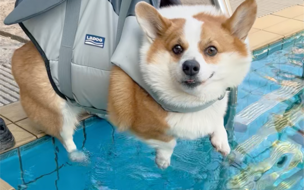 把狗子放水面上，不同柯基会有什么反应？
