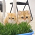 猫咪第一次见到猫草：这玩意能吃？