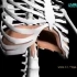 3D膈肌运动_  发生在肺内的气体交换（肺与外界的气体交换）