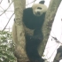 成都两大熊猫，为了枝小树杈竟然。。。
