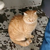 猫学长坐电梯