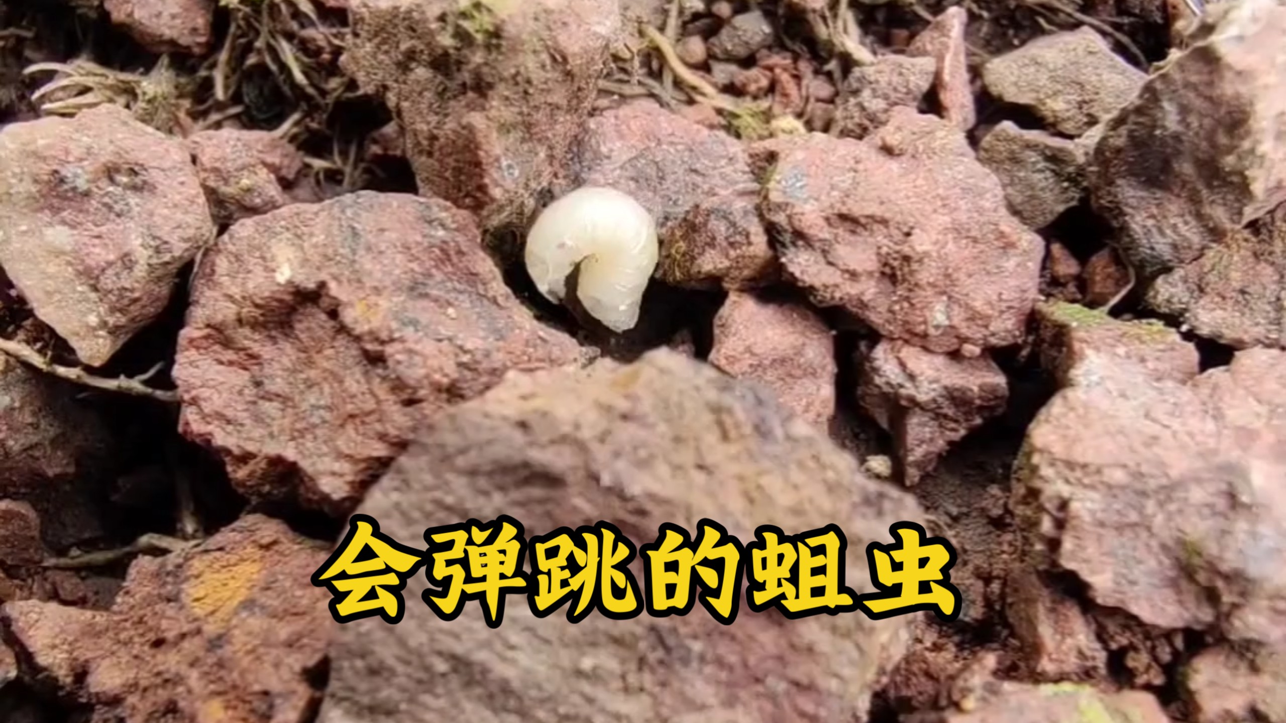 会弹射跳跃的蛆虫