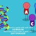DNA是什么？它是如何工作的？