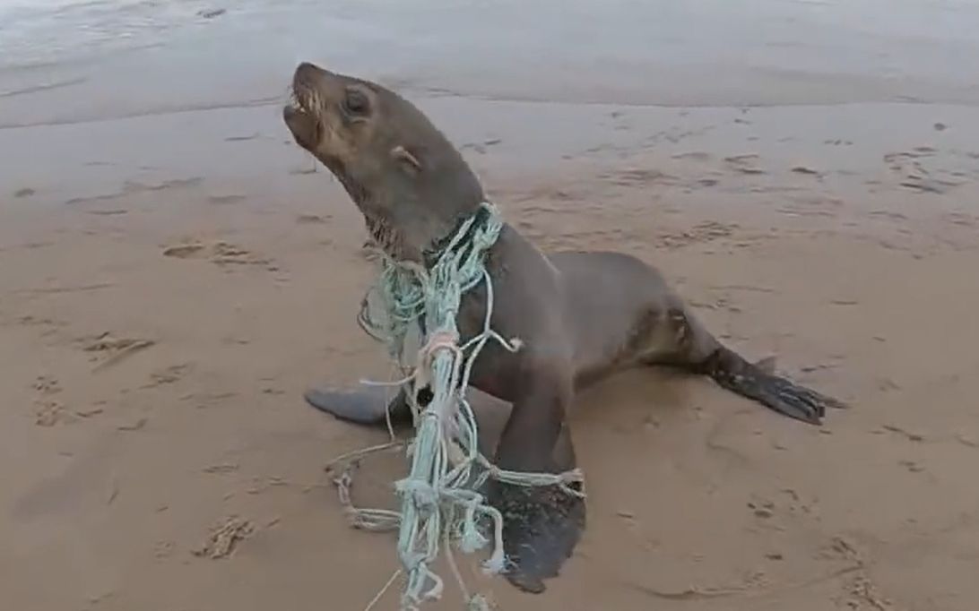 【评价】受伤的海狮拖着渔网爬行【纳米比亚海洋保护队】[1次更新]的第1张示图