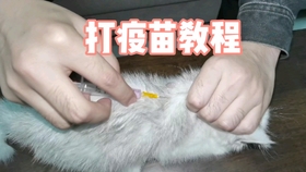 在家怎么给猫打疫苗 62c6e2f80da7e5044494d05bff4b759847d5d7b8.jpg@280w_158h_1c_100q.jpg