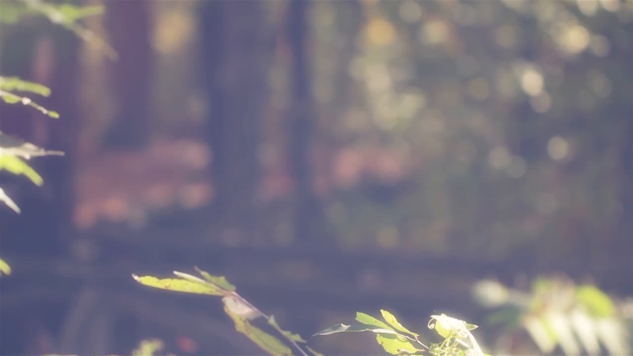 关于Julia Westlin的视频合集_ 放肆吧