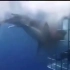 大鲨鱼去攻击铁笼子，结果把自己给坑了……