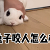 兔子咬人怎么办 教你一招制服小兔兔
