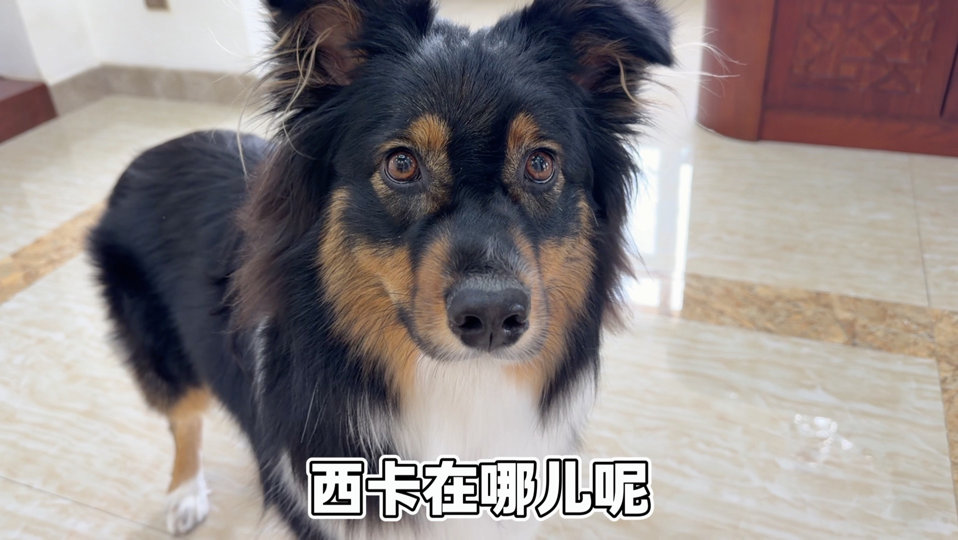 西米露你到底认不认识西卡呀