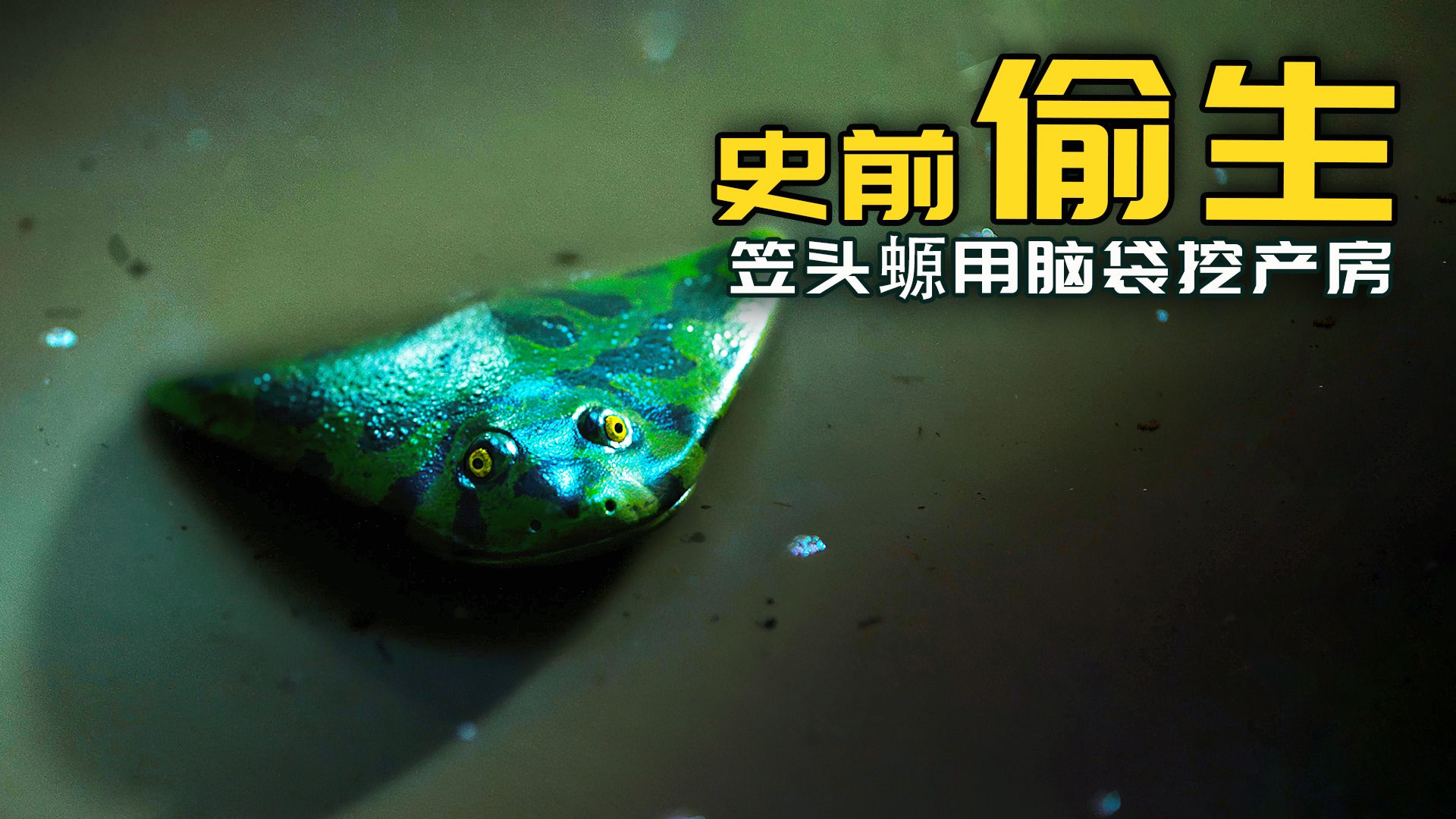 笠头螈：脑袋大脖子粗，不是大款，就是？？？