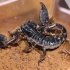 【蝎子】耶鲁斯里兰卡异距蝎（Srilankametrus yaleensis）进食后的自洁