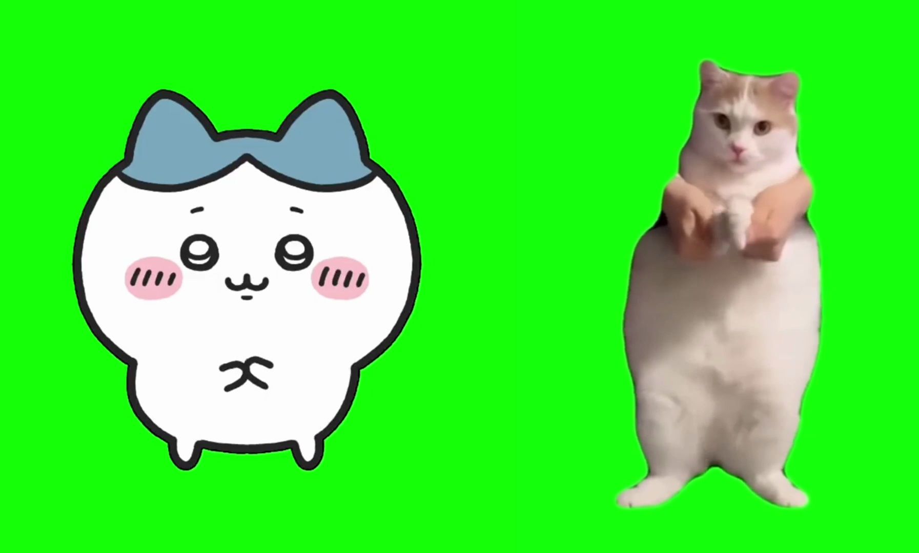 猫猫meme之小八跳舞
