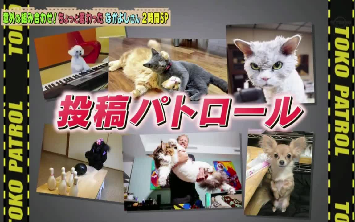 超かわいい映像连発!どうぶつピース!!トラと犬 世界の変わった仲良し2时间SP 922哔哩哔哩bilibili