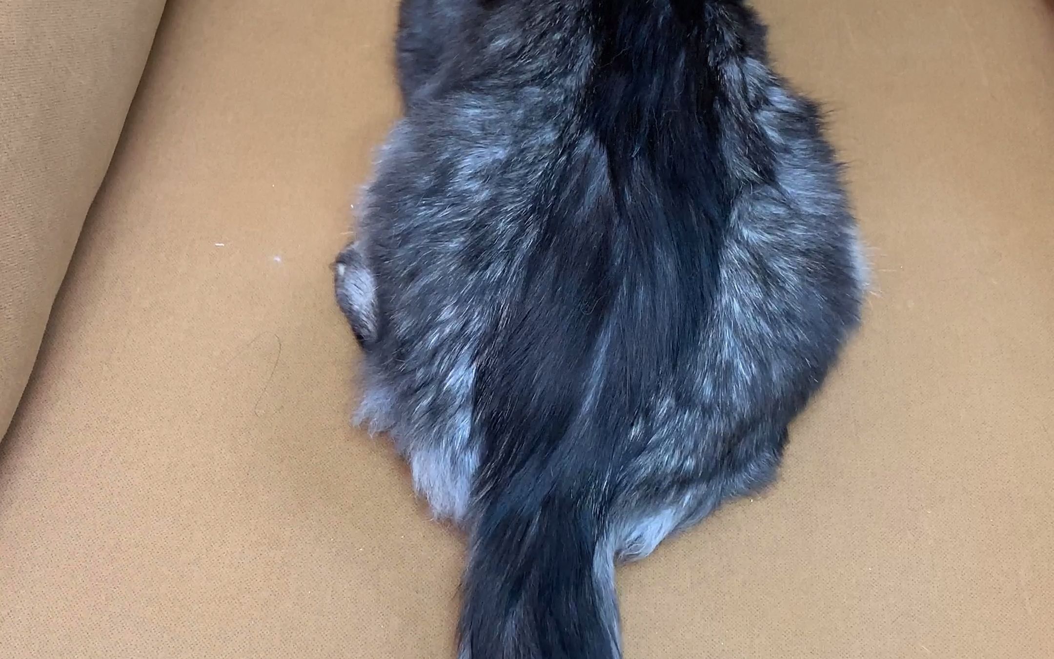 缅因猫的尾巴可以长多大！