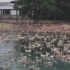 网传巴基斯坦蝗灾肆虐中国欲派10万鸭子出征灭蝗？官方回应