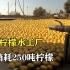 探访柠檬水工厂：全自动化的工厂，1天消耗250吨柠檬