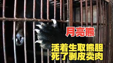 电影：成年月亮熊被<em class="keyword">活取</em>胆汁，老了还要被杀掉卖肉，人类太残忍了，8分钟看完《月亮熊》
