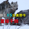 猎食野牛为生的北极狼，面对一吨重的美洲野牛，直接正面干倒