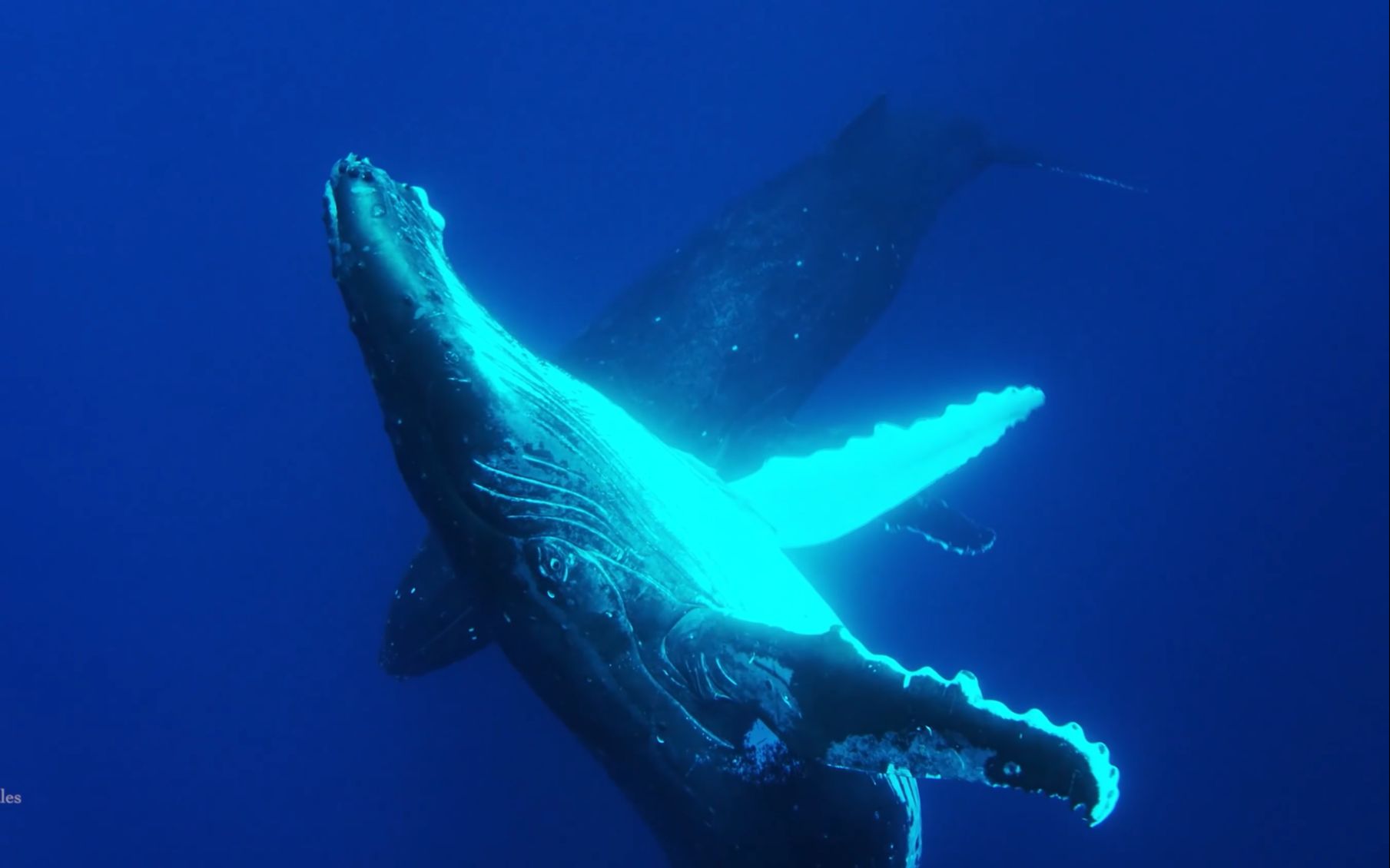 【4K超高清】鲸舞鲸吟，请静静地欣赏这58分钟，深海的座头鲸，抹香鲸，蓝鲸近距离摄影