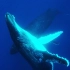 【4K超高清】鲸舞鲸吟，请静静地欣赏这58分钟，深海的座头鲸，抹香鲸，蓝鲸近距离摄影