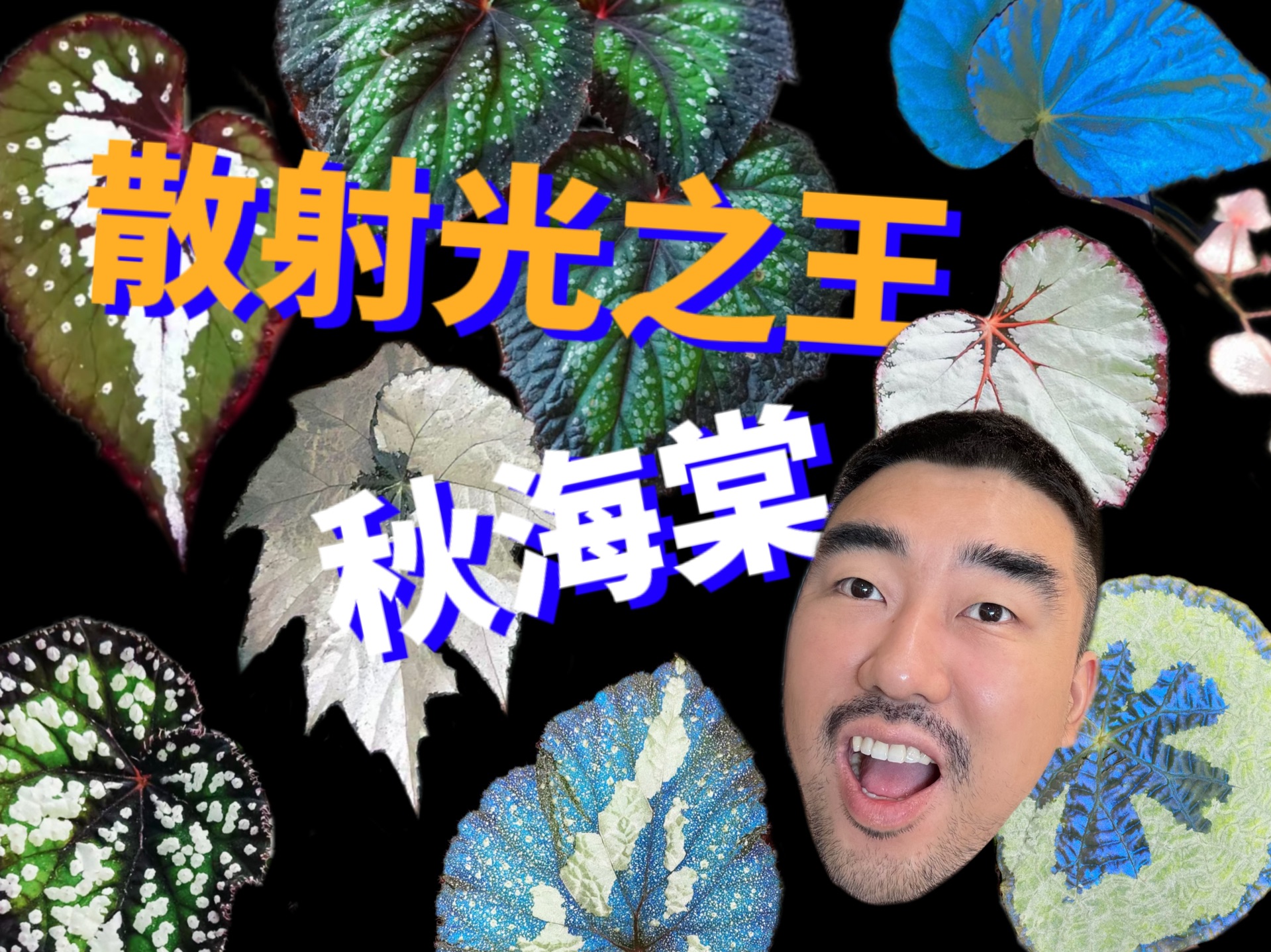 是谁还没有在办公桌上养小秋海棠啊！给我养！