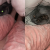 东莞女生和猫咪在被窝里相互取暖，掀开被子一看，猫咪的表情亮了