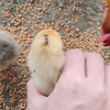 当着母鸡的面抓小鸡崽会发生什么